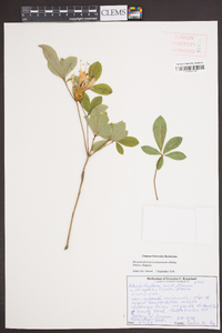 Rhododendron periclymenoides image