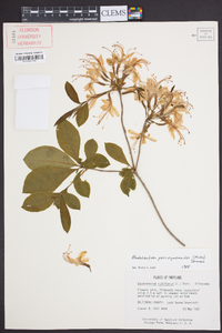 Rhododendron periclymenoides image