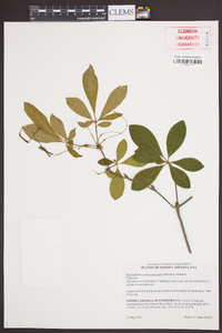 Rhododendron periclymenoides image