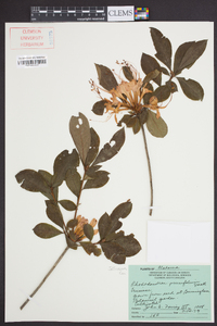 Rhododendron prunifolium image