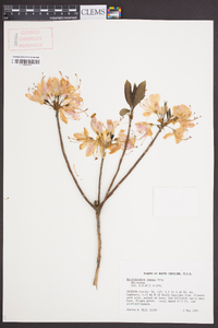 Rhododendron vaseyi image