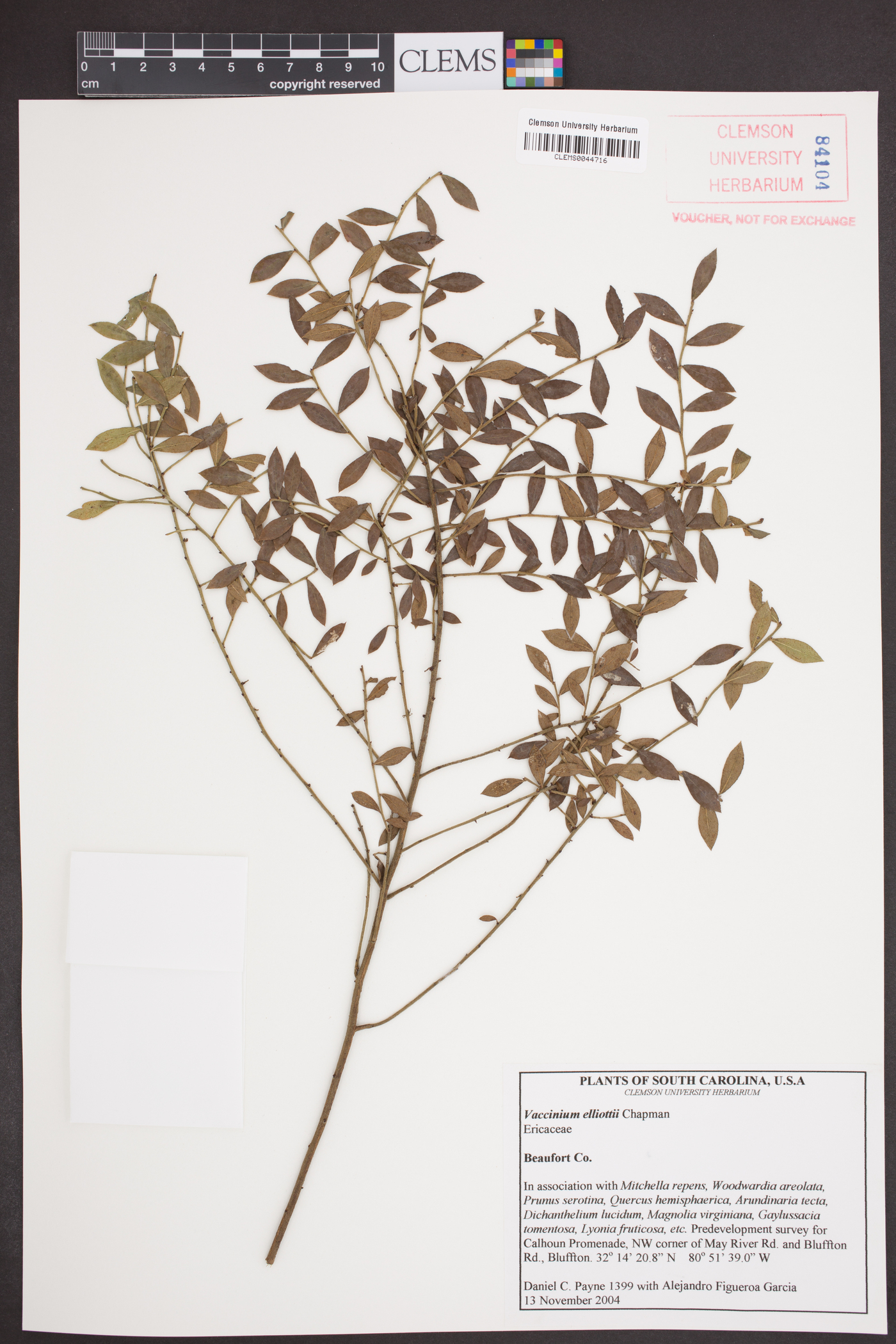 Vaccinium elliottii image