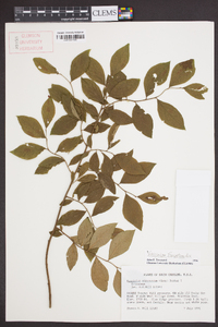 Vaccinium fuscatum image