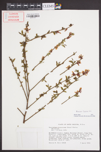 Vaccinium fuscatum image