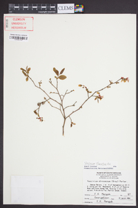 Vaccinium fuscatum image