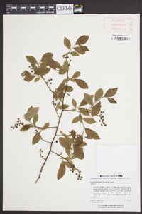 Vaccinium fuscatum image