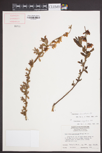 Vaccinium fuscatum image