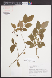 Vaccinium fuscatum image