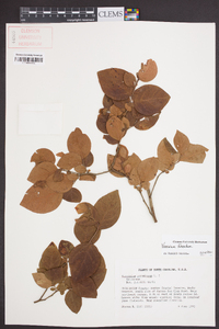 Vaccinium fuscatum image