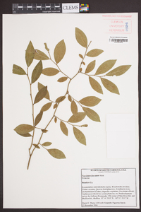 Vaccinium fuscatum image