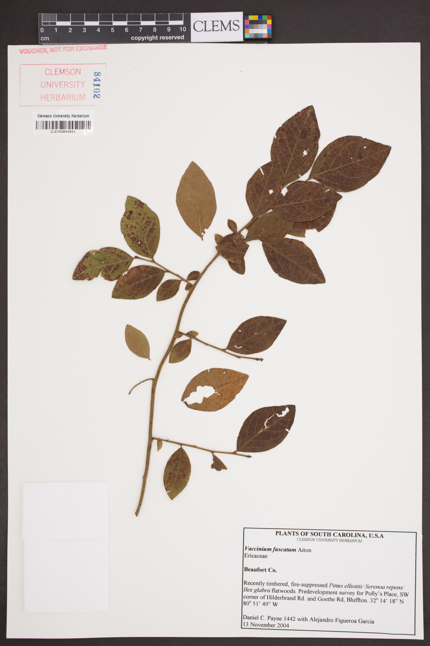 Vaccinium fuscatum image