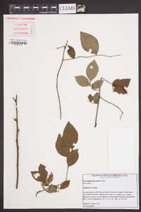 Vaccinium fuscatum image