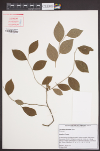 Vaccinium fuscatum image