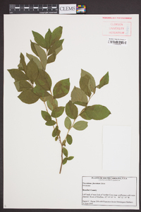 Vaccinium fuscatum image