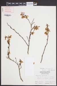 Vaccinium x marianum image