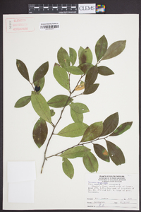 Vaccinium sempervirens image