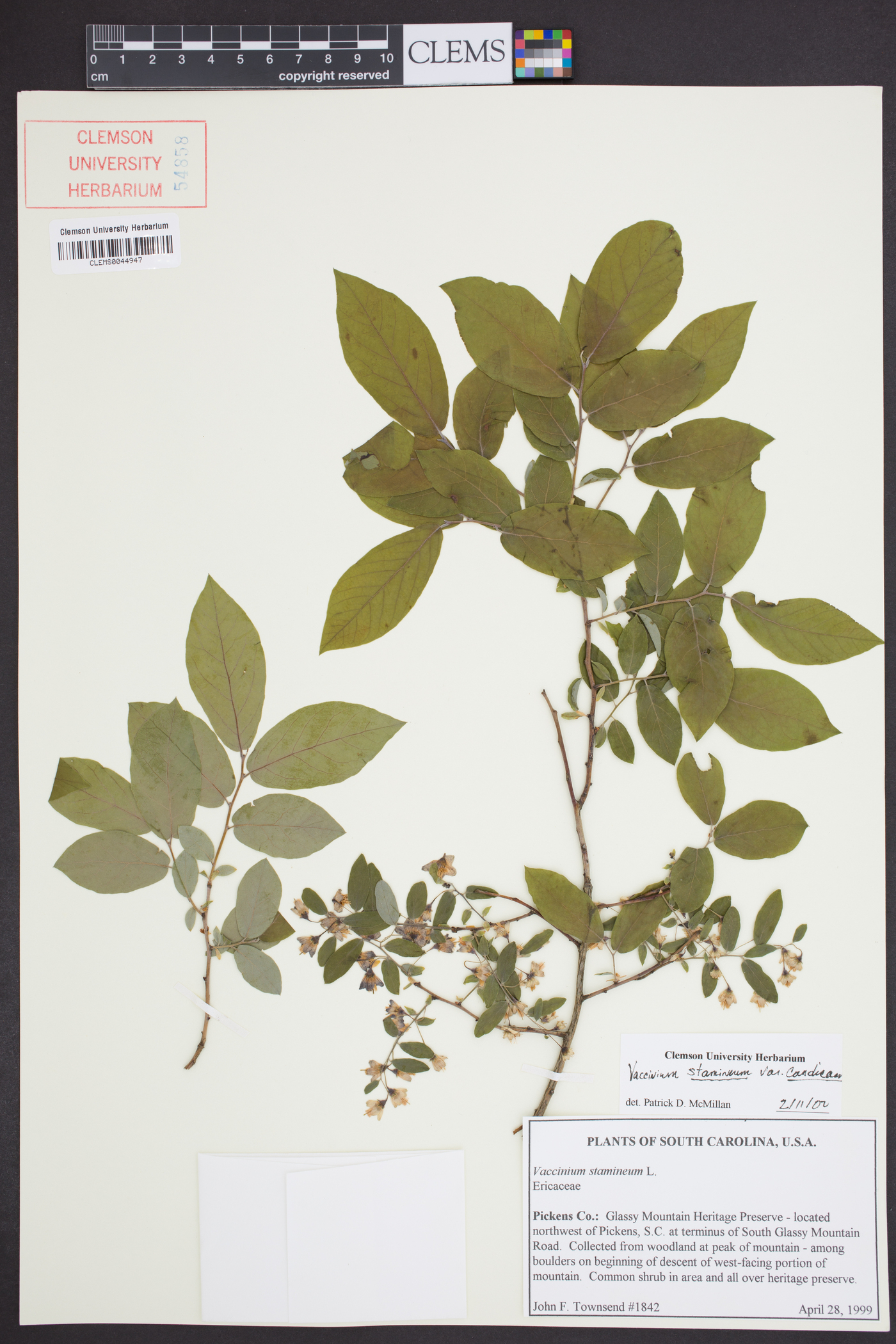 Vaccinium stamineum var. candicans image