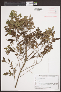 Vaccinium tenellum image