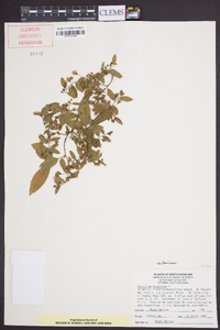 Vaccinium stamineum var. stamineum image