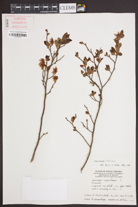 Vaccinium tenellum image