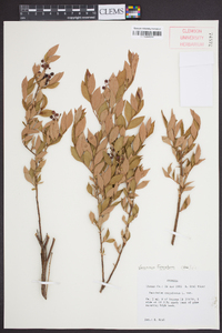Vaccinium fuscatum image
