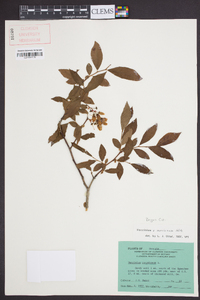 Vaccinium x marianum image