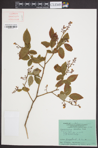 Vaccinium simulatum image