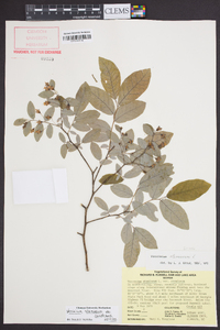 Vaccinium stamineum var. candicans image