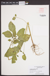 Acalypha ostryifolia image