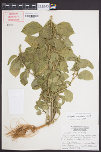 Acalypha ostryifolia image