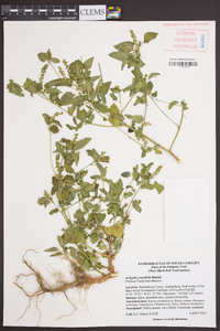 Acalypha ostryifolia image