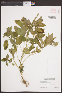 Acalypha ostryifolia image