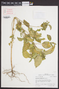 Acalypha ostryifolia image