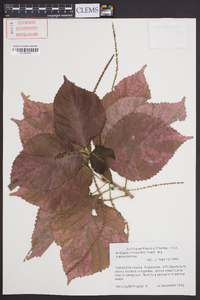 Acalypha wilkesiana image