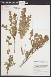 Andrachne phyllanthoides image