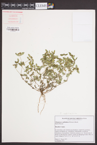 Euphorbia ophthalmica image