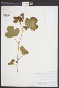 Cnidoscolus urens var. stimulosus image