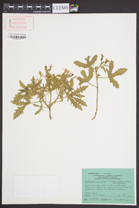 Cnidoscolus urens var. stimulosus image