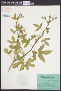 Cnidoscolus urens var. stimulosus image