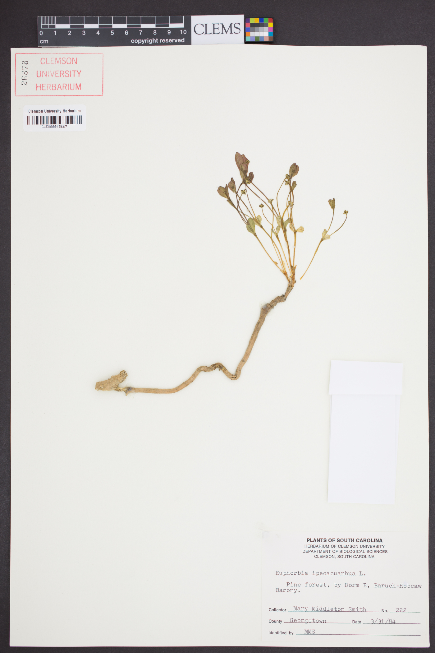 Euphorbia ipecacuanhae image