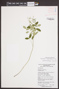 Euphorbia pubentissima image