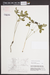 Euphorbia pubentissima image