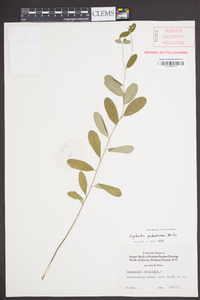 Euphorbia pubentissima image
