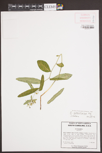 Euphorbia pubentissima image