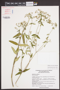 Euphorbia pubentissima image