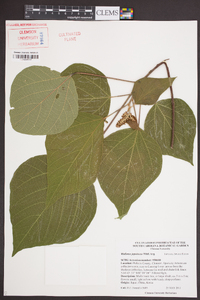 Mallotus japonicus image