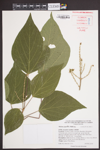 Mallotus japonicus image