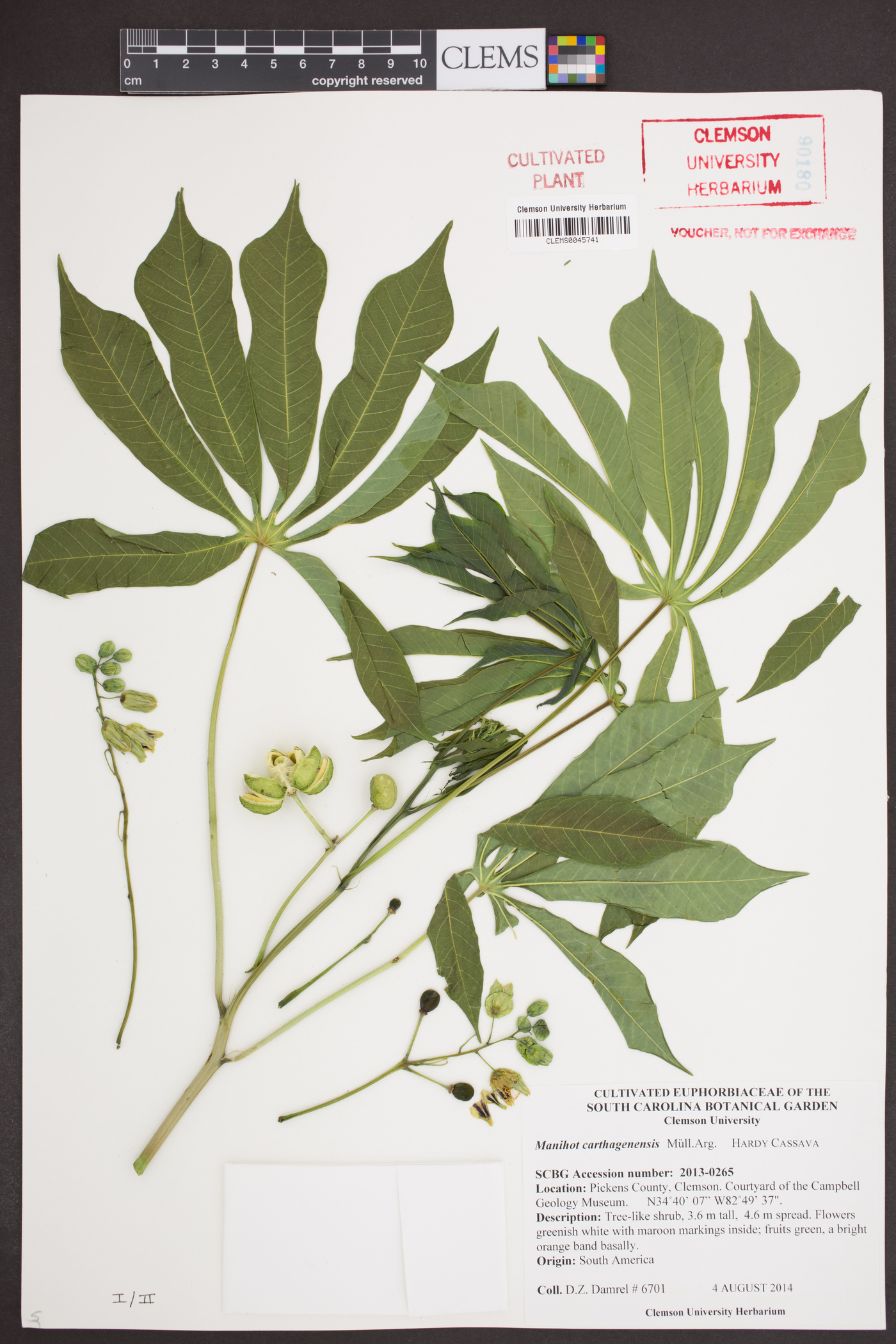 Manihot carthaginensis image
