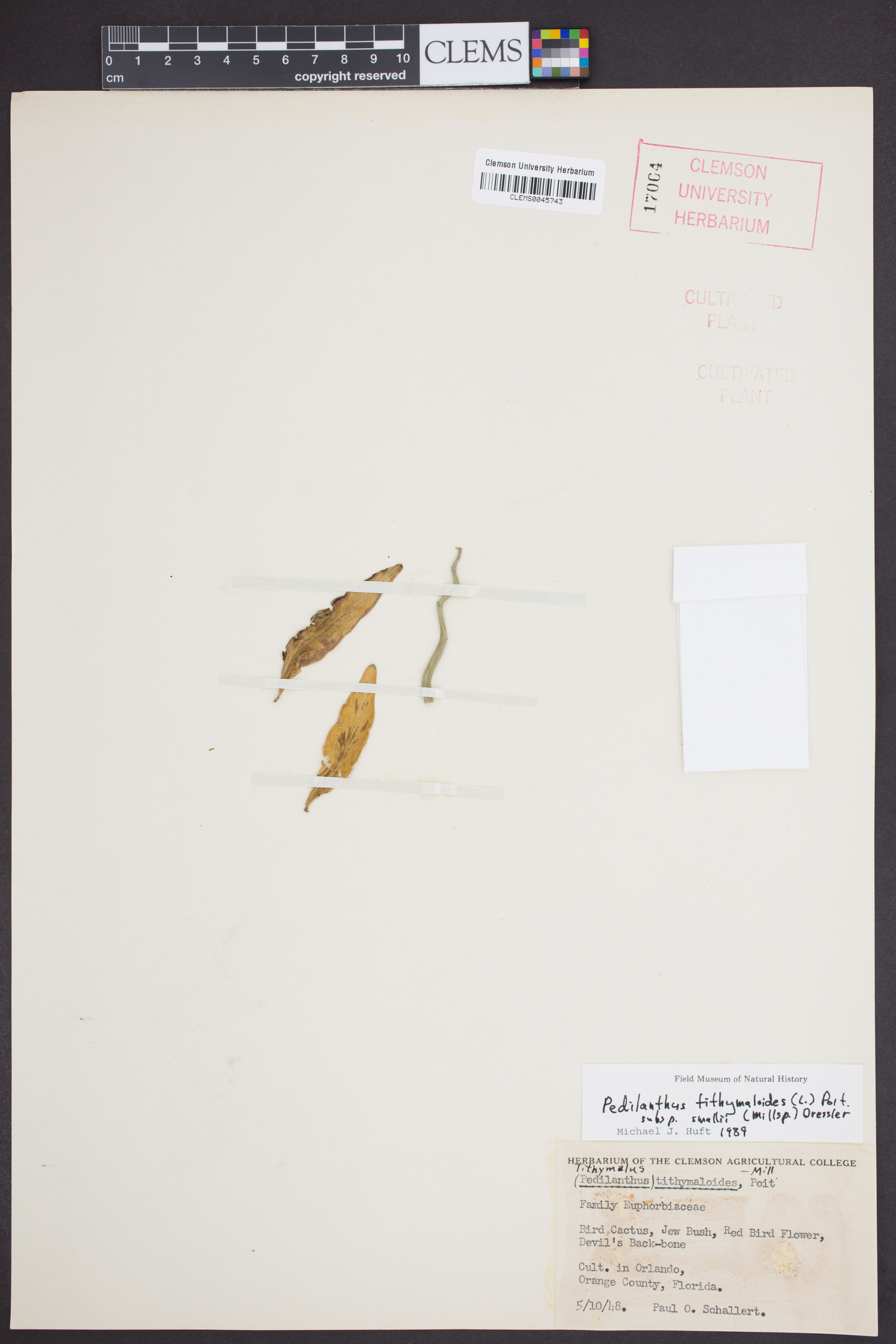 Pedilanthus tithymaloides subsp. smallii image