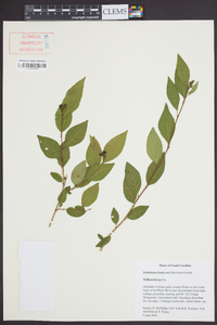 Sebastiania fruticosa image